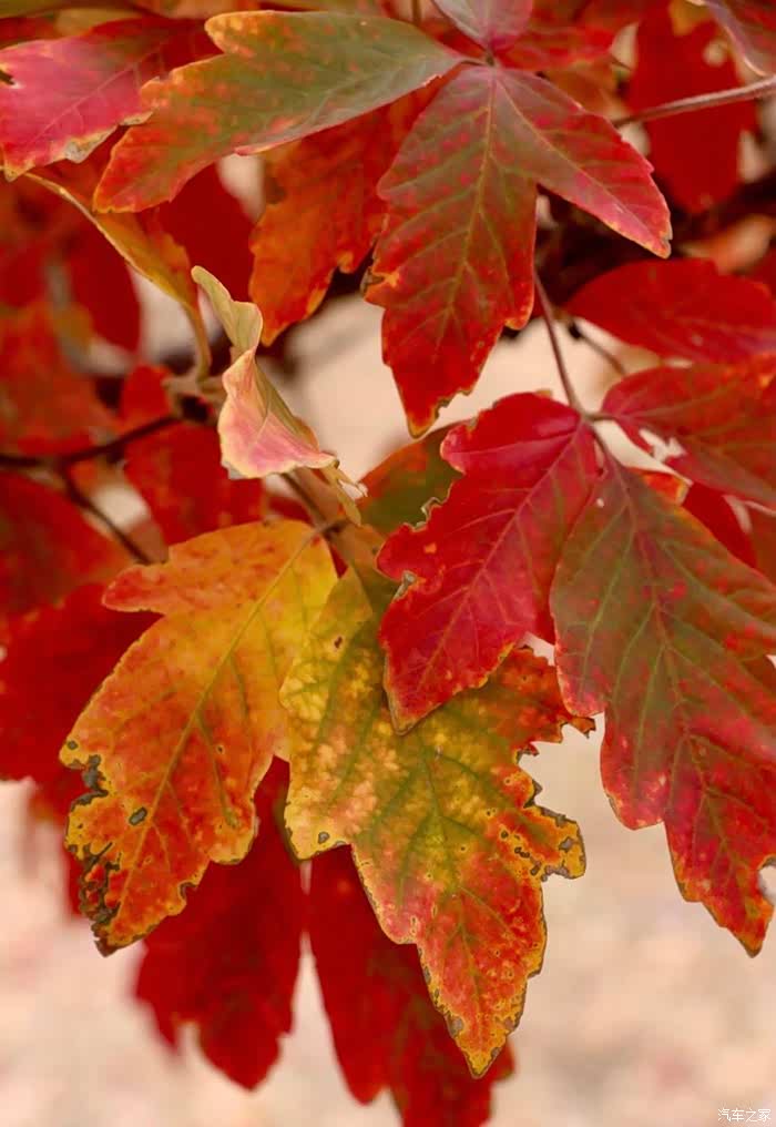 血皮槭,是槭树类中最优秀的树种之一,观赏价值极高.