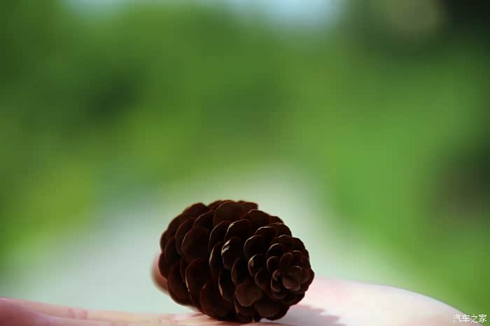 来几张近景拍摄,路边捡的一颗松果也能拍大片,效果出来还是很不错搭