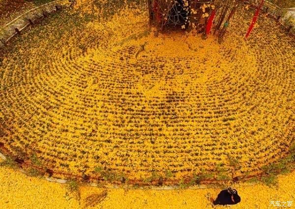 秋成落叶也成思,叶落相思人不知,一叶知秋落,秋思万古枯.