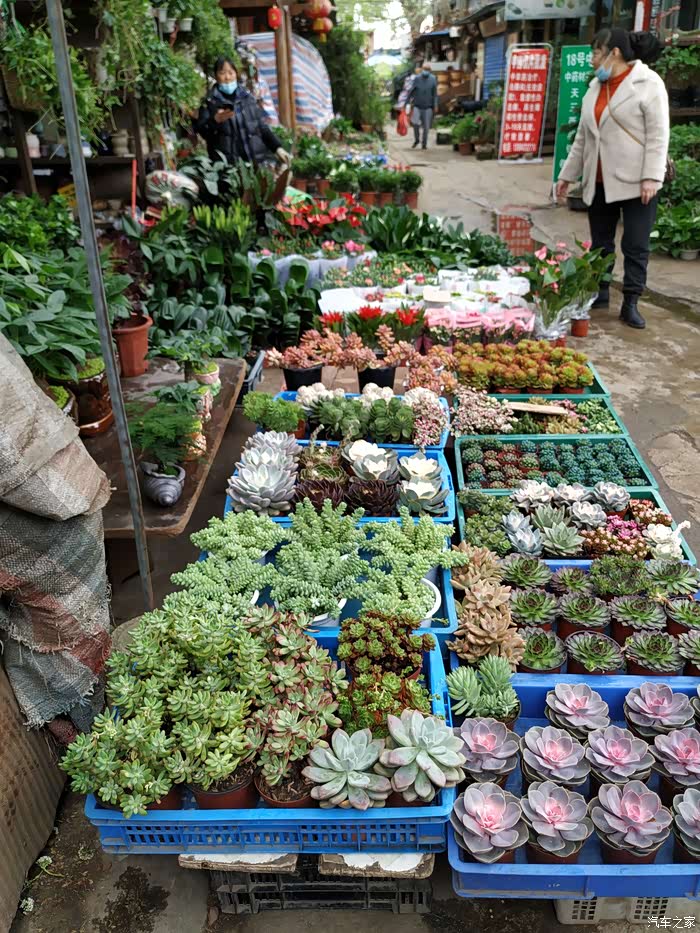 驾驶75逛阳明花鸟市场