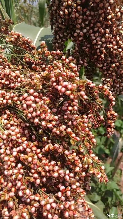 这是本地小高粱,今年夏天成熟之前拍的,还没有收割的时候,收的时候