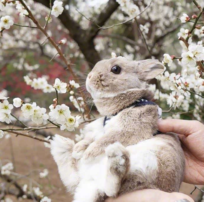 樱花树下的的小兔子,被萌化了.