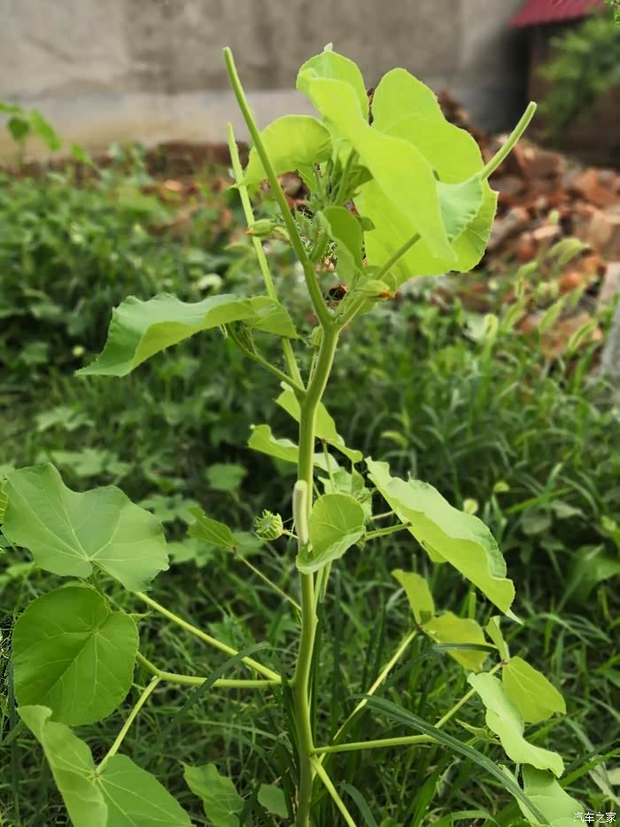 这是小时候小伙伴最爱吃的麻梭.
