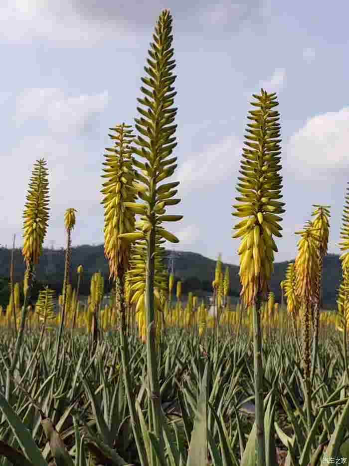 【图】观赏台山的千亩芦荟园庄_传祺ga6论坛_汽车之家论坛