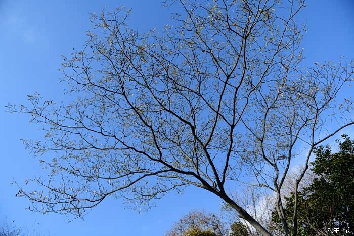 冬日里的合欢树,叶片被冻得卷缩了.