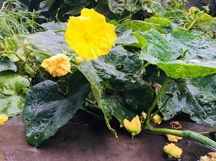 雨后青木瓜藤看自然生长聊自动泊车