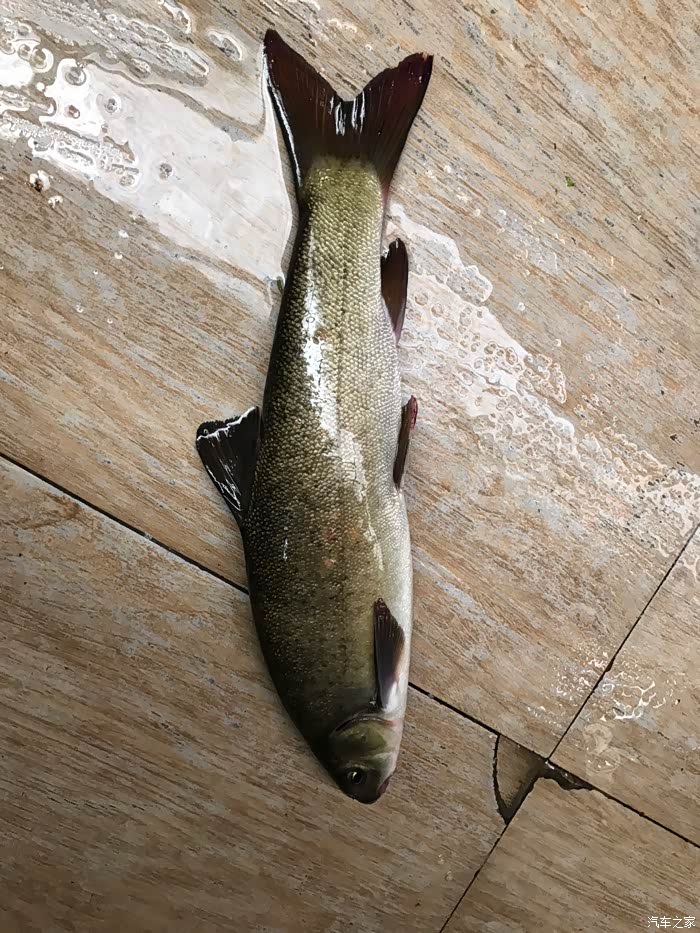 雅鱼 据说头里有一把宝剑