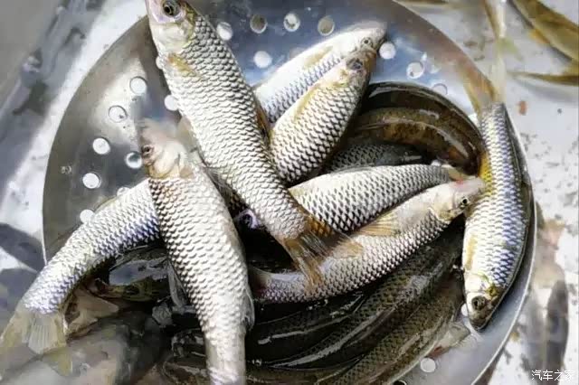 【图】这是无污染的野生鱼,炸着吃可香了_美食论坛_汽车之家论坛