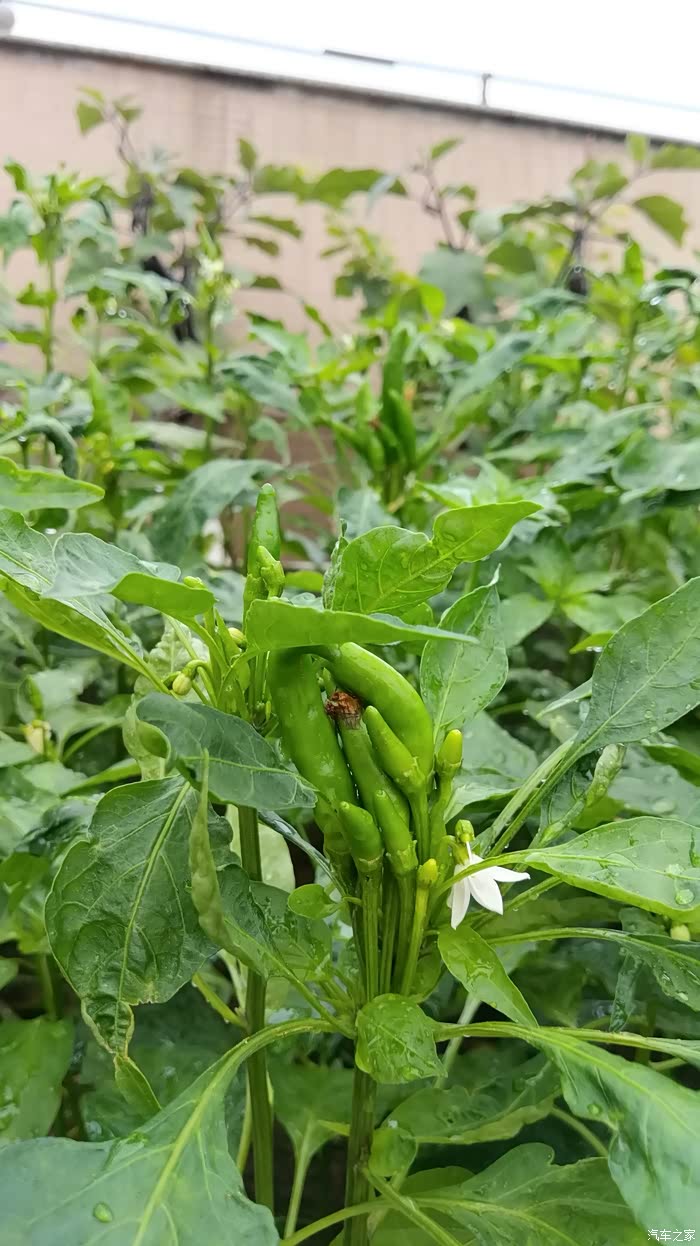 日常生活绿色食品种在楼顶的蔬菜朝天椒