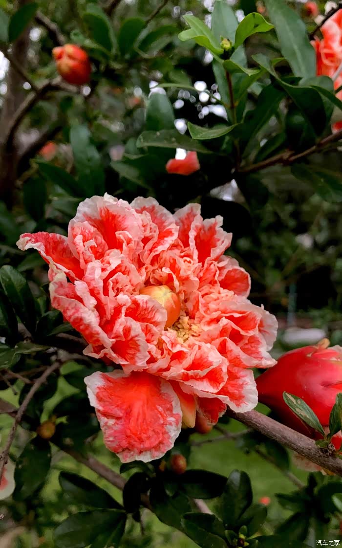 中山公园赏玛瑙石榴花