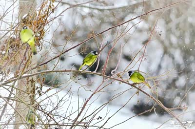 在雪中欢叫跳跃,抓拍青冠雀 .