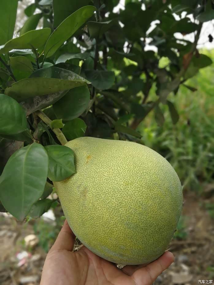 工旁边柚子,还没熟