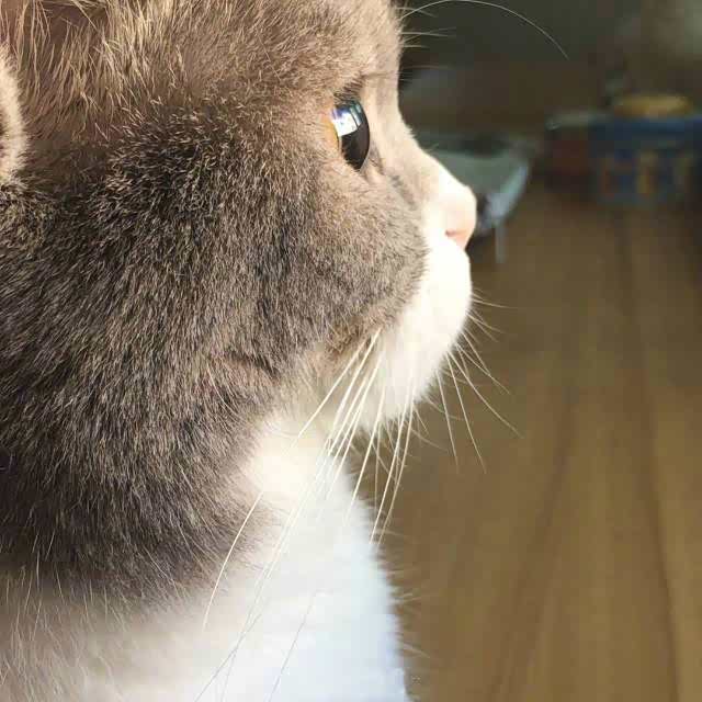 世界上最萌的侧脸,看着看着感觉心都跟着化了!