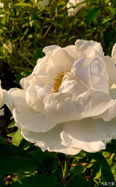 奥森南门看别样的牡丹花