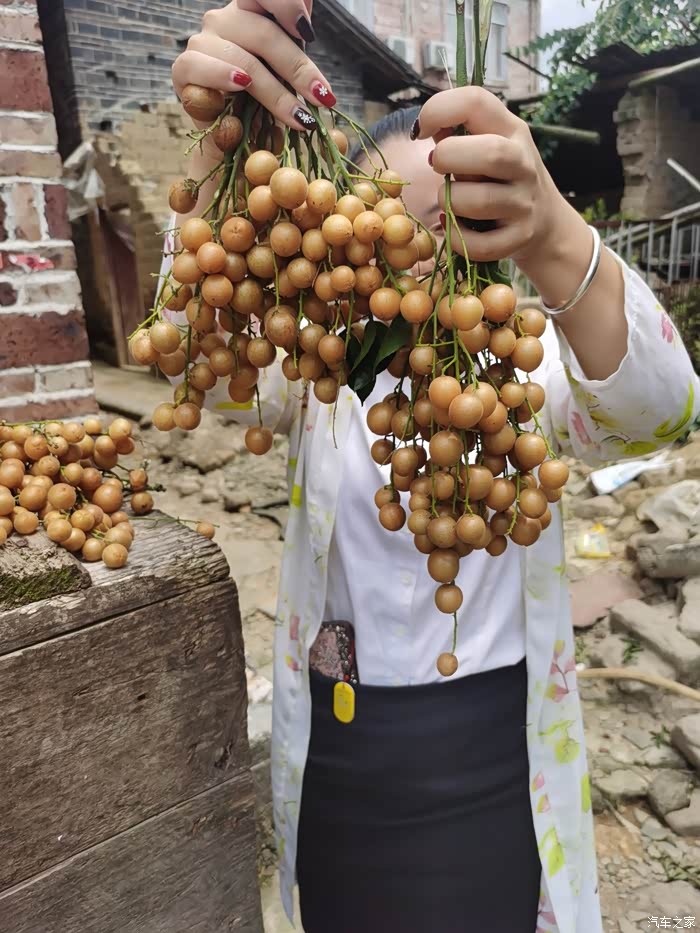 中午偷闲—摘黄皮果