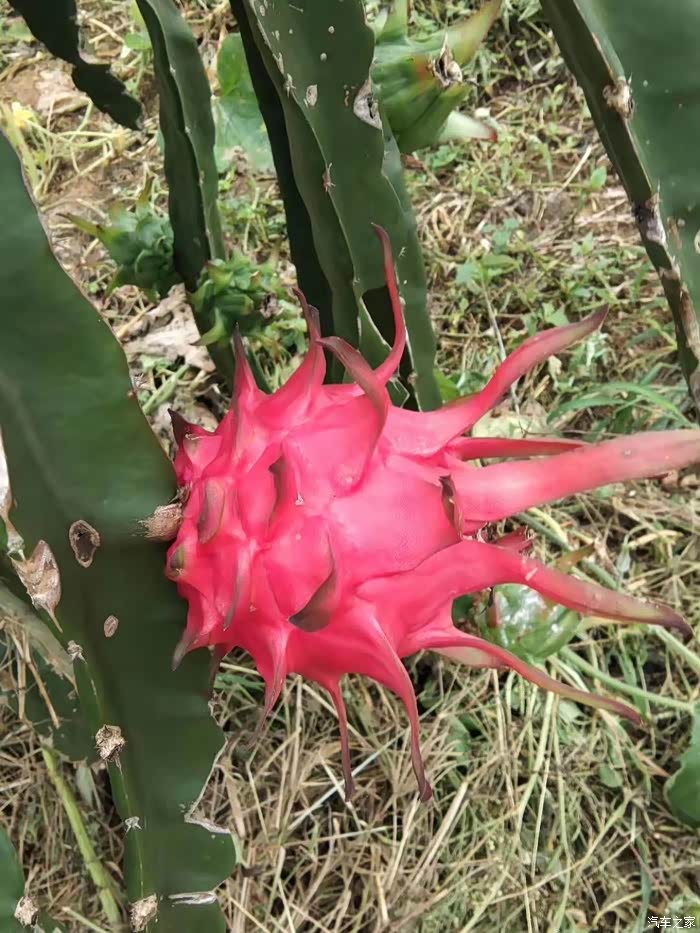 罗甸红心火龙果