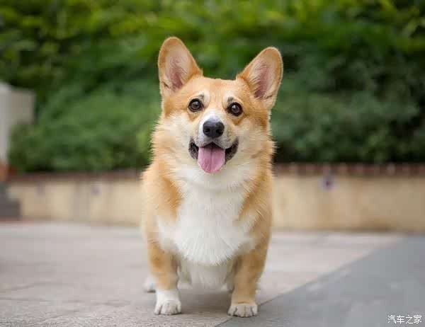 胆子很大,相当机警,能守护家园的---威尔士柯基犬