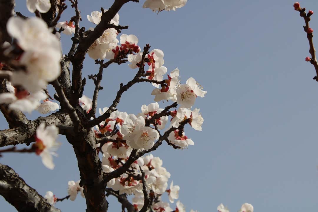 与小五一起打卡大同杏花节
