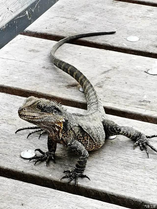 你这迷人的小妖精!澳洲水蜥蜴可爱
