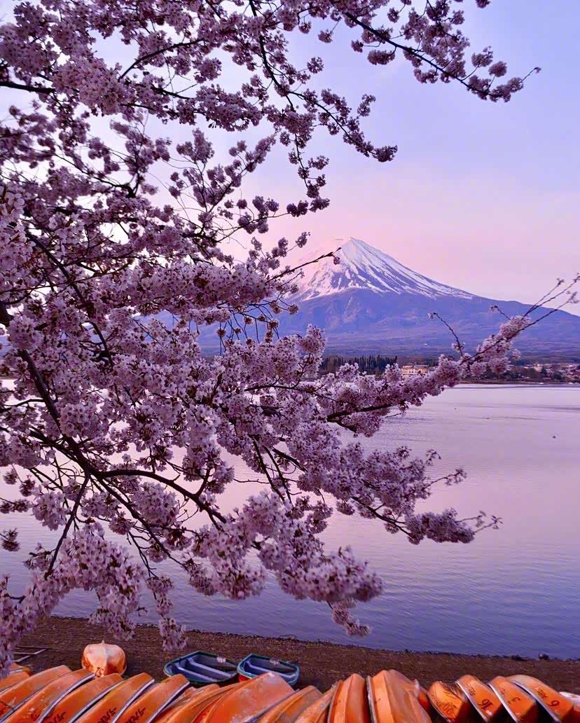 鲜花簇拥下的富士山下樱花