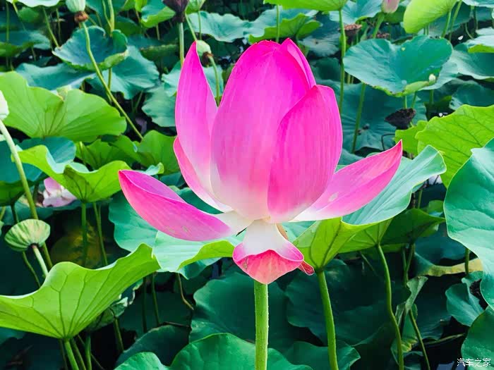 开着爱车去买好吃的 再去泡温泉 恩爱美哒哒