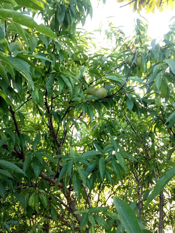 树上的毛桃还未成熟