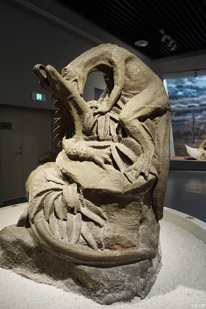 随适应环境的不同而产生变异辽西鸟化石欣赏