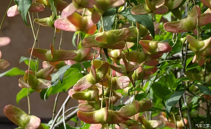 秦岭终南山寨的摇钱树果子红了