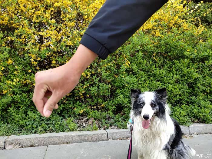 兄弟们骑狗烂裤裆啊