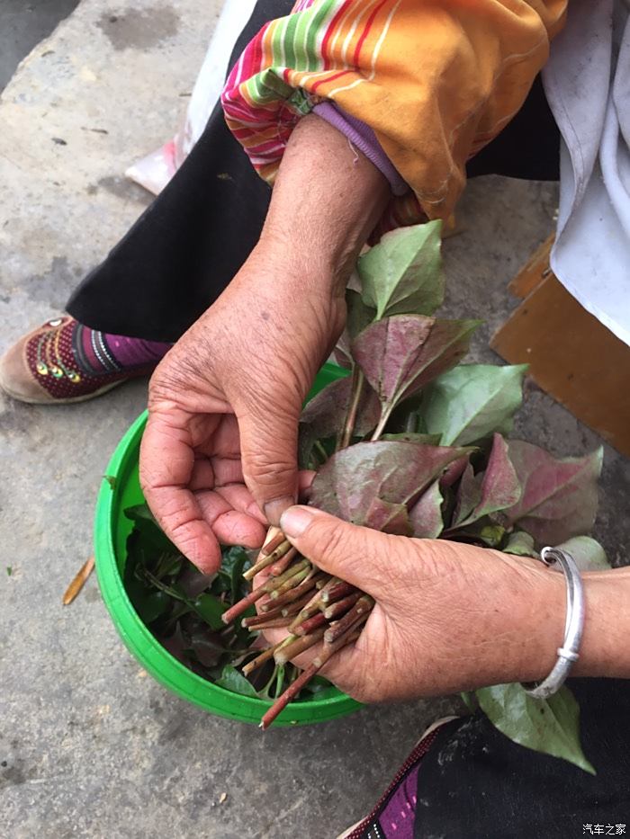 清明節開著小二回老家摘野菜