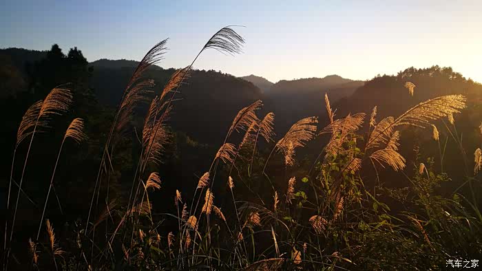 【图】贵阳最近赏秋处:半边山红枫林 大木村银杏_贵州论坛_汽车之家