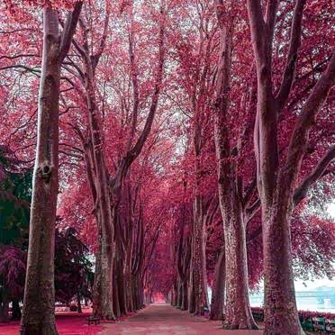 这里一片桃红的世界,让我陶醉