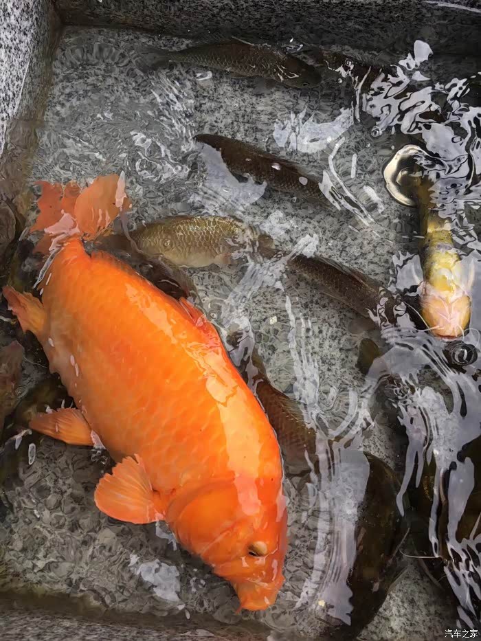 旁边水池里的鱼都是朋友的爸从小溪里捞来的,竟然有条那么大的红鲤鱼