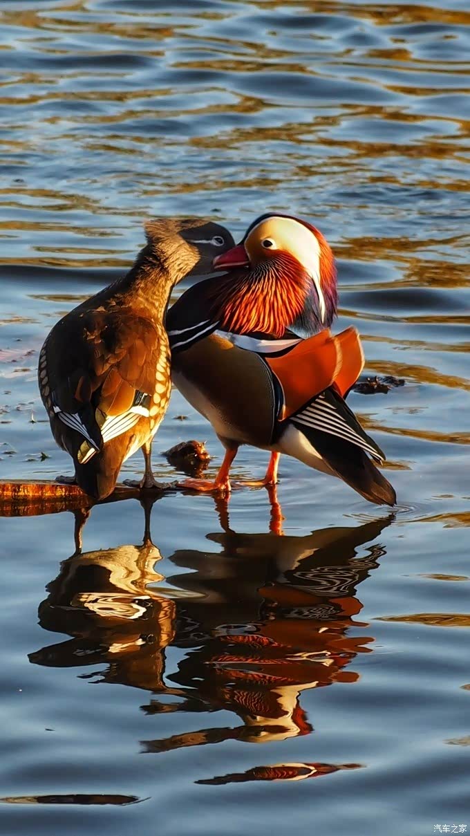 秋冬时节鸳鸯戏水