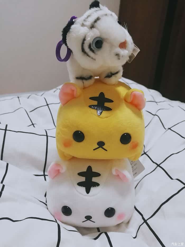 25岁了还是一个毛绒玩具控