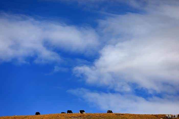 高原高处的牦牛,人称天牛,天在上,牛在下,蓝天白云夹中间