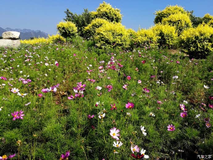 六月的花海,就在京城不远处