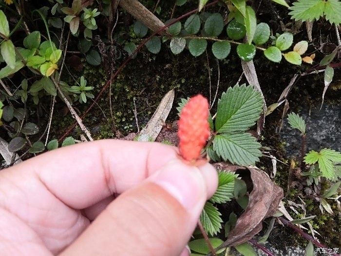 沃沃與我旅行途中發現美麗的高山草莓