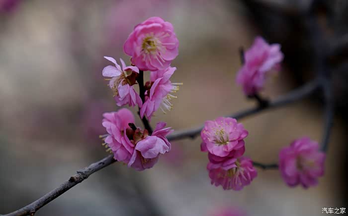 正月十五观赏梅花
