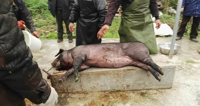 重庆长安cs35官方车友会003匪哥车友会杀黑猪团年啦