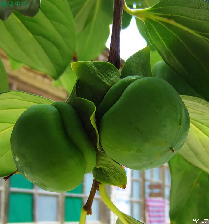 【纪实】···············太行山里的绿柿子