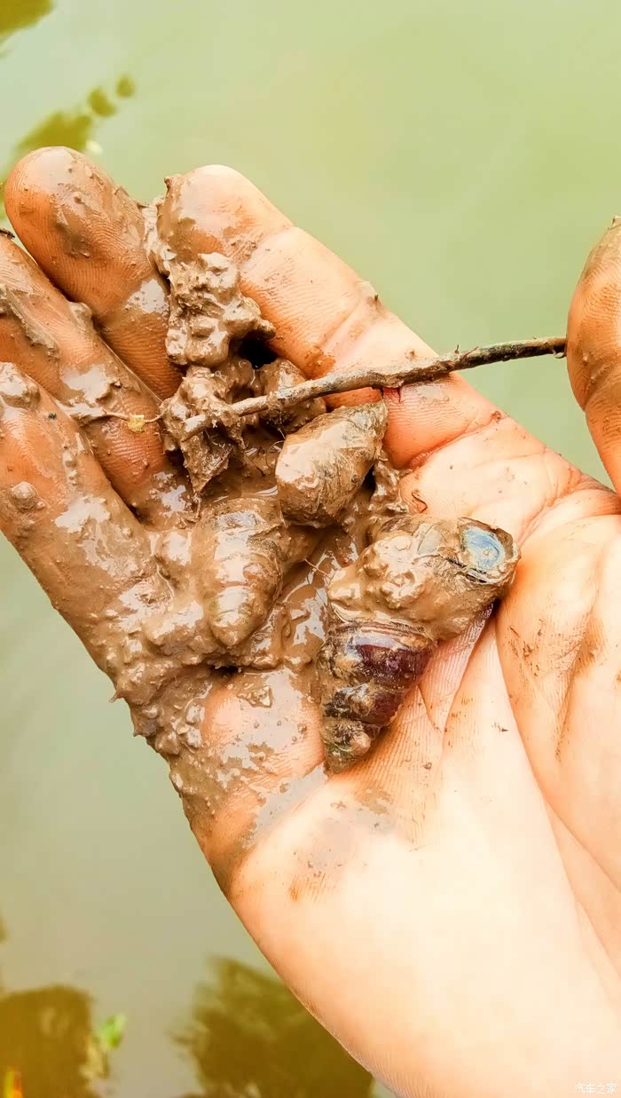 回忆童年时期的冰爽夏日 之 老家江边摸螺蛳