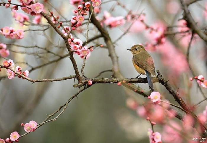 春眠不覺曉,處處聞啼鳥.