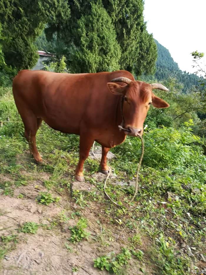 看,大黄牯牛盯这个大家伙.乡下是久都没看到过大黄牛,大家都用微耕机.