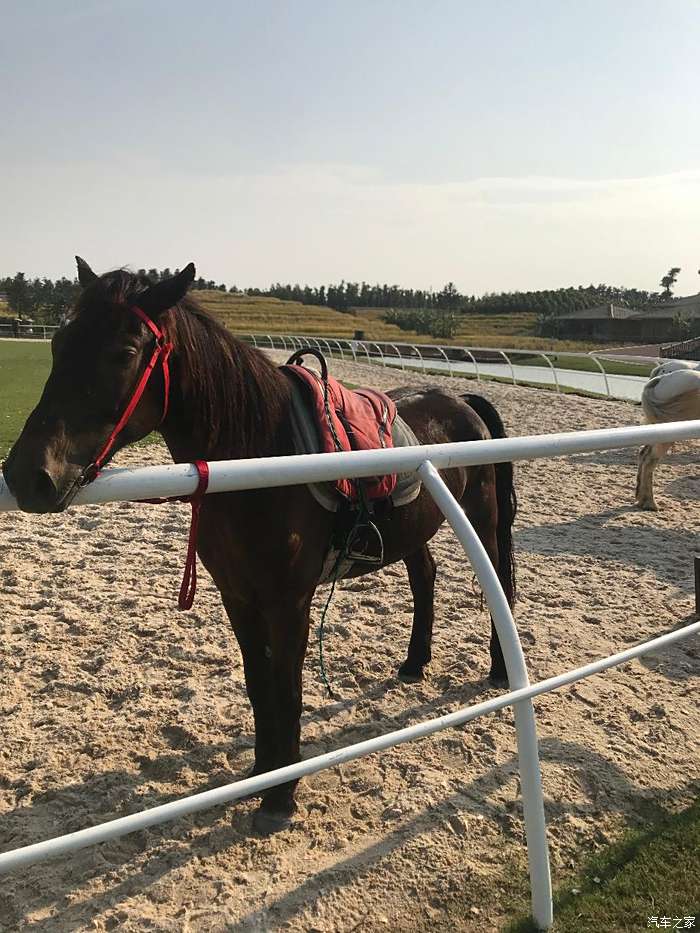 那裡有馬術表演,非常精彩的表演,都是一群內蒙古人騎在馬上進行表演的