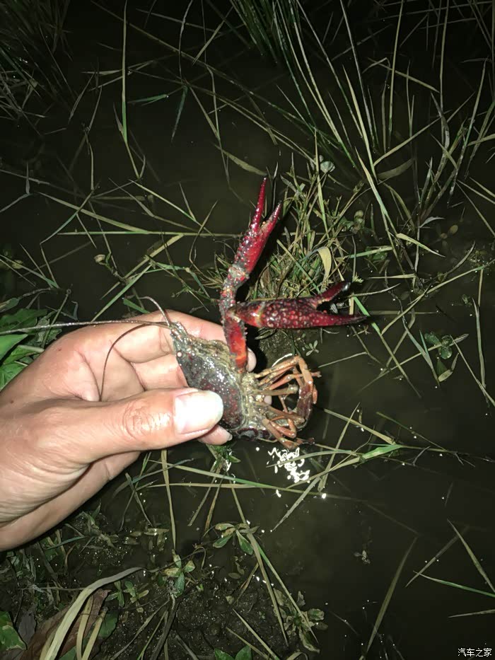 晚上自己动手捉龙虾(怀念以前小时候)