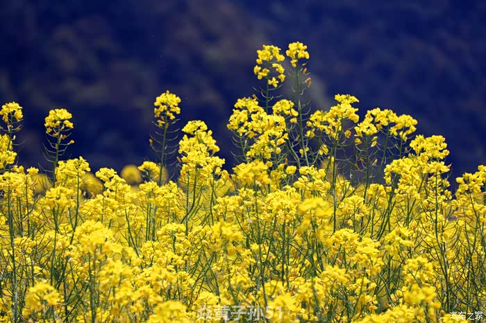 【你好2021】五,自驾游拍摄油菜花田