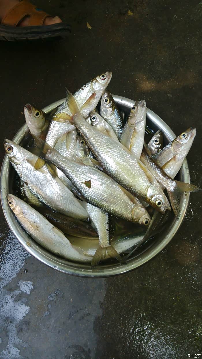 今天去钓鱼顺便给小白拍了几张照片[还有渔获照片]