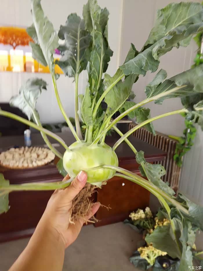 我挖的大苤茢(pie,lie)