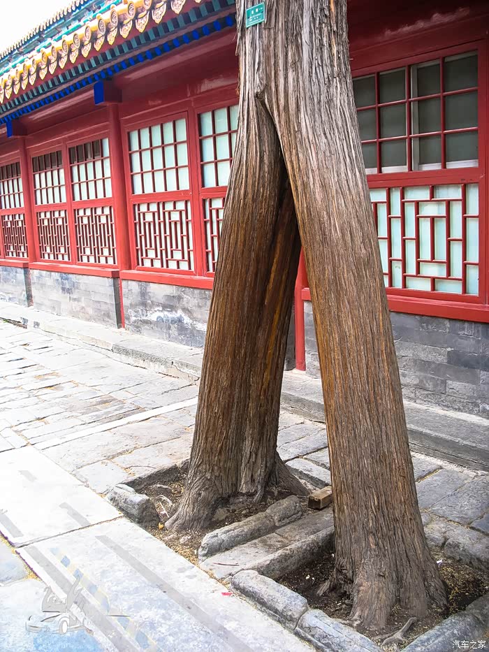 连理枝" 两棵树连理.